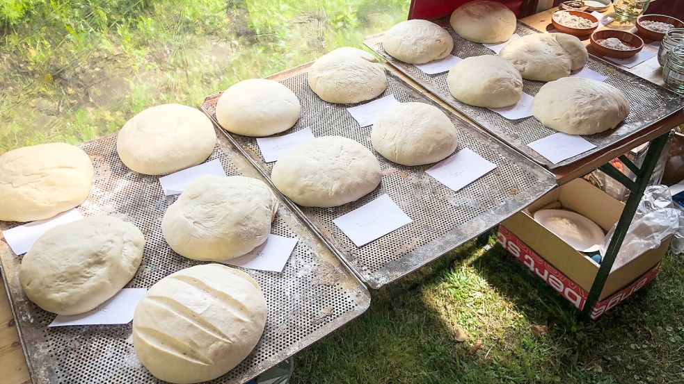 Die Mitmach-Aktion „Vom Korn zum Brot“ vermittelt Wissenswertes rund ums Brotbacken. Foto: Moor- und Fehnmuseum Elisabethfehn