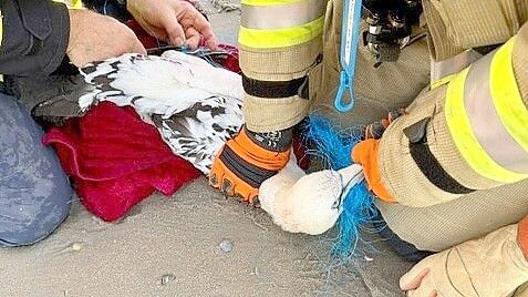 Die Feuerwehr befreite den Basstölpel von dem Netz. Foto: Feuerwehr Norderney