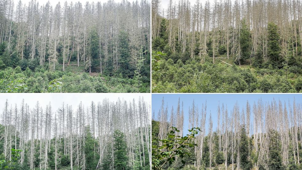 Zwischen abgestorbenen Fichten sind im Nationalpark Eifel junge Buchen zu sehen - im Jahr 2023 (oben links), 2024 (oben rechts), 2025 (unten links) und 2026 (unten rechts). Foto: Oliver Berg