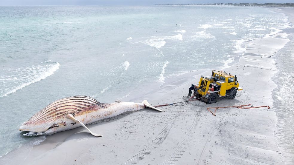 Der tote Wal wird an Land der dänischen Insel Anholt gezogen. (Archivbild) Foto: Marcus Golejewski