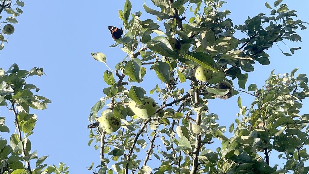 Die Gemeinde Westoverledingen gibt Obst auf Streuobstwiesen kostenlos frei. Foto: Gemeinde Westoverledingen