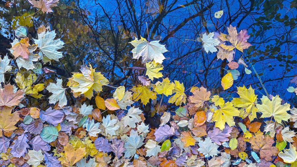 Im Herbst zeigt sich die Natur bunt Foto: Patrick Pleul