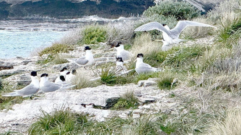 Im Juli war die hochansteckende Virusvariante erstmals bei einem australischen Meeresvogel festgestellt worden: einer Eilseeschwalbe. Foto: Carola Frentzen/dpa