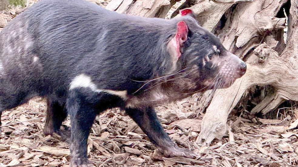 Experten haben Angst, dass die Krankheit auch die einzigartige Tierwelt Australiens betreffen könnte, wie Tasmanische Teufel. Foto: Carola Frentzen/dpa