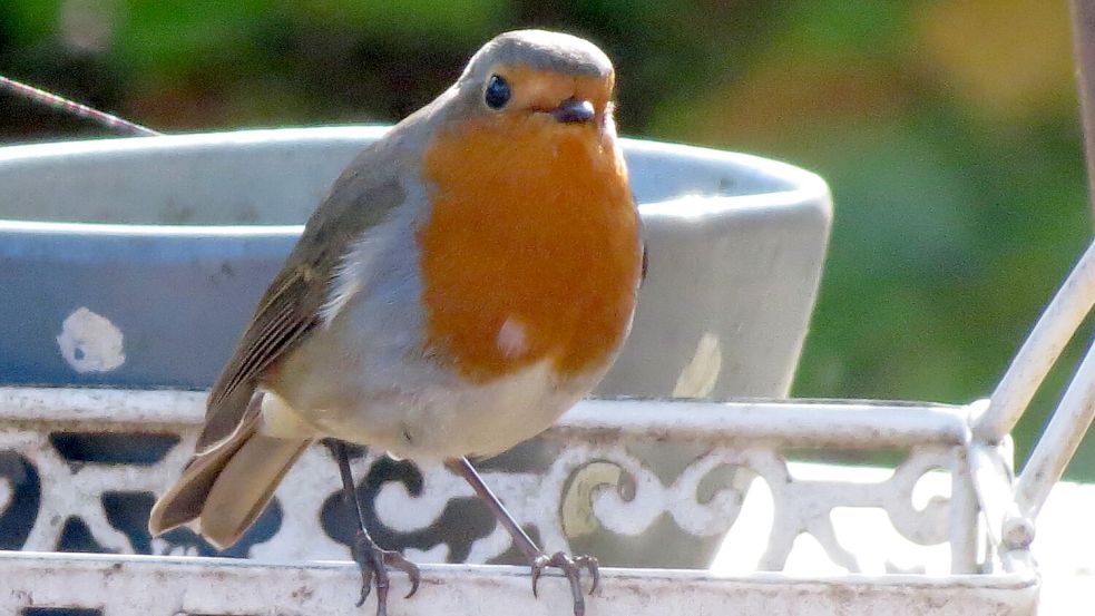 Rotkehlchen gehören zu den charmantesten Gästen an der Futterstelle im Garten. Foto: privat