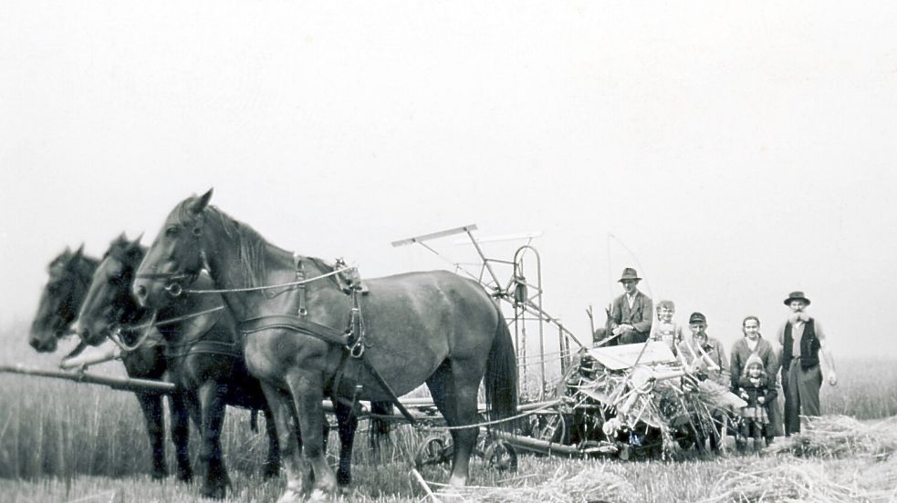 Schlepper waren in den ersten Jahren zu schwer für das frisch kultivierte Land. Deshalb mussten sich die Neubauern zunächst mit Pferdegespannen helfen. Foto: Archiv