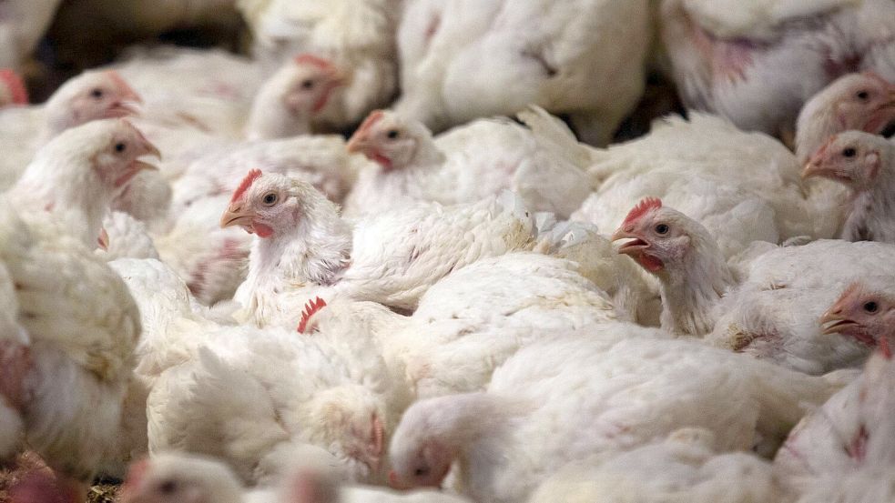 In Deutschland ist der Konsum von Geflügelfleisch in den vergangenen Jahren deutlich gestiegen. (Archivbild) Foto: Jens Büttner