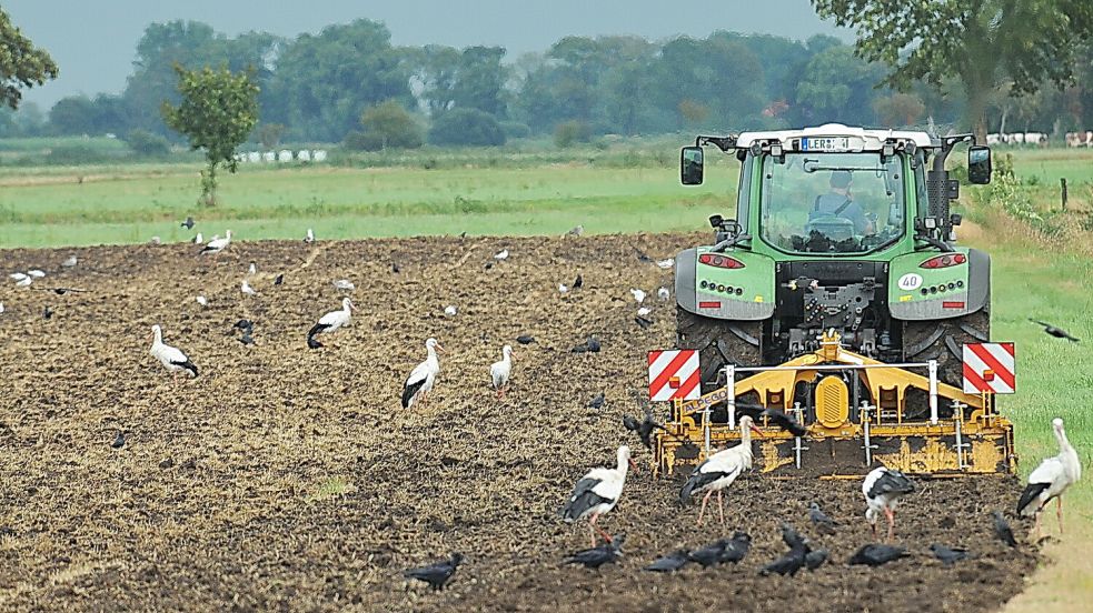Die Störche, Krähen und Möwen versammelten sich auf dem frischbearbeiteten Feld in Breinermoor. Foto: Bodo Wolters