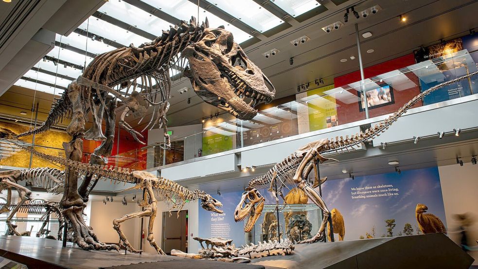 Thomas the T. rex“, Skelett eines Tyrannosaurus rex im Natural History Museum of Los Angeles County Foto: ---/Dinosaur Institute/Natural H