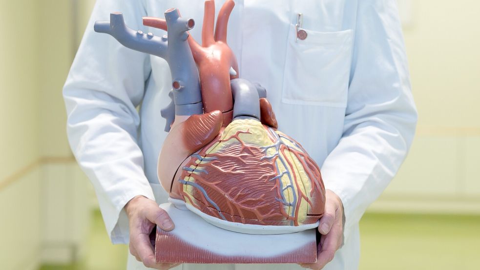 ILLUSTRATION - Ein Arzt hält am Rande einer Pressekonferenz in einem Herzzentrum ein anatomisches Modell des menschlichen Herzens. In Berlin wurde der „Deutsche Herzbericht - Update 2025“ vorgestellt, den die Deutsche Herzstiftung gemeinsam mit den Fachgesellschaften für Kardiologie, Herzchirurgie, Pädiatrische Kardiologie und kardiovaskuläre Rehabilitation präsentiert. Es handelt sich um Daten aus dem Jahr 2023. (zu dpa: „Herzbericht: Weniger Todesfälle durch Herzinfarkte“) Foto: dpa/Sebastian Kahnert