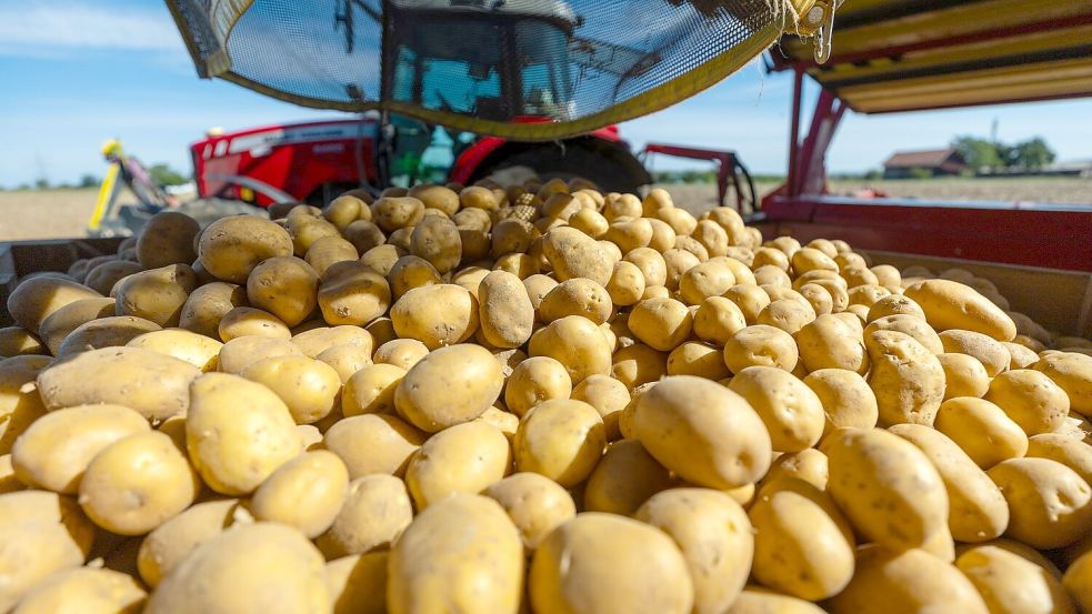 Rund 3,11 Millionen Tonnen Kartoffeln könnten fehlen. (Archivbild) Foto: Christoph Schmidt