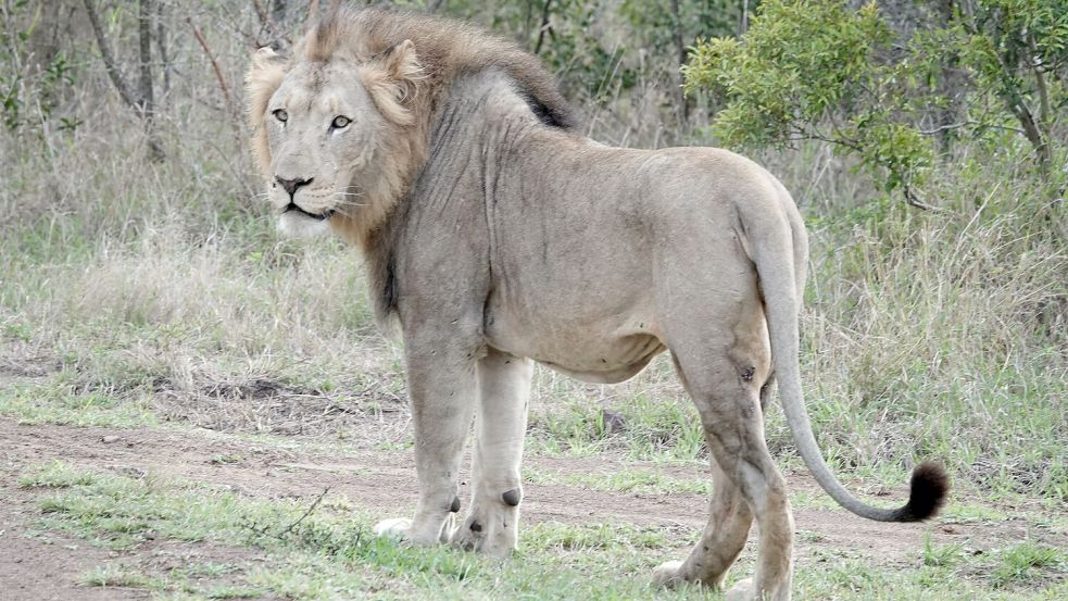 Im ostafrikanischen Tansania sowie in anderen Ländern Afrikas kommt es immer wieder zu Konflikten zwischen Wildtieren und Menschen. (Archivbild) Foto: Kristin Palitza/dpa
