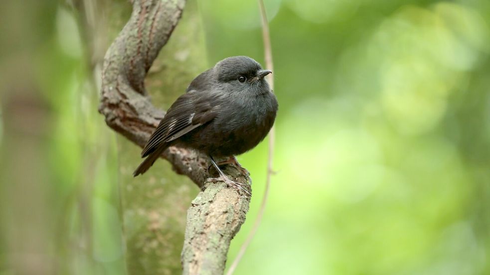 Der federleichte, kugelrunde Vogel setzte sich gegen rund 70 Konkurrenten durch. Foto: Dave Boyle/Forest and Bird/dpa