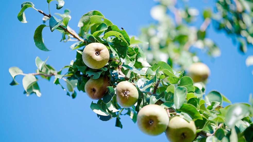 Nach ersten vorläufigen Schätzungen erwarten die Obstbaubetriebe 2026 eine gute Birnenernte. (Archivbild) Foto: Uwe Anspach/dpa