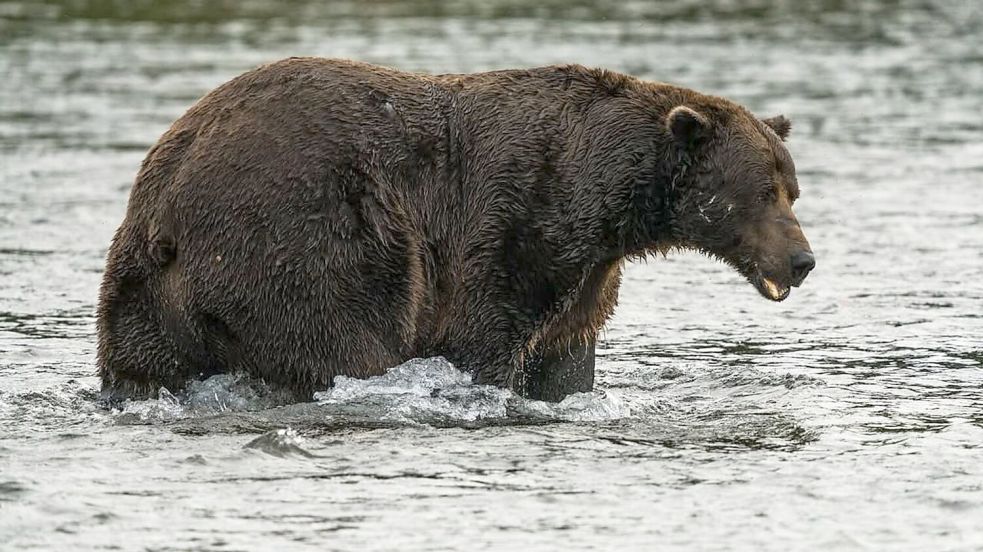 Braunbär 32 mit dem Spitznamen „Chunk“ hat eine auffällige Narbe auf der Schnauze.  Foto: C. Loberg/explore.org/dpa