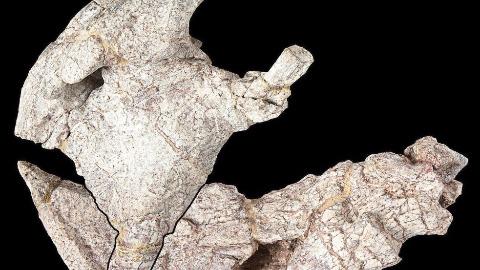Die Überreste - die Vorderseite des Schädels und Unterkiefers - stammen aus den Manda Beds im Süden Tansanias.  Foto: onathan Jackson, Hady George/University of Bristol/dpa