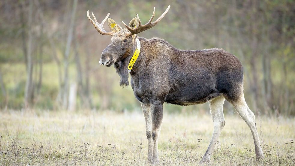 Ein aus Polen stammender Elch wurde wiederholt auch in Brandenburg gesehen. 2018 wurde dem Elch ein gelbes Sendehalsband angelegt, um seine Routen zu dokumentieren. (Archivbild/Illustration) Foto: Ingolf König-Jablonski/dpa-Zentralbild/ZB