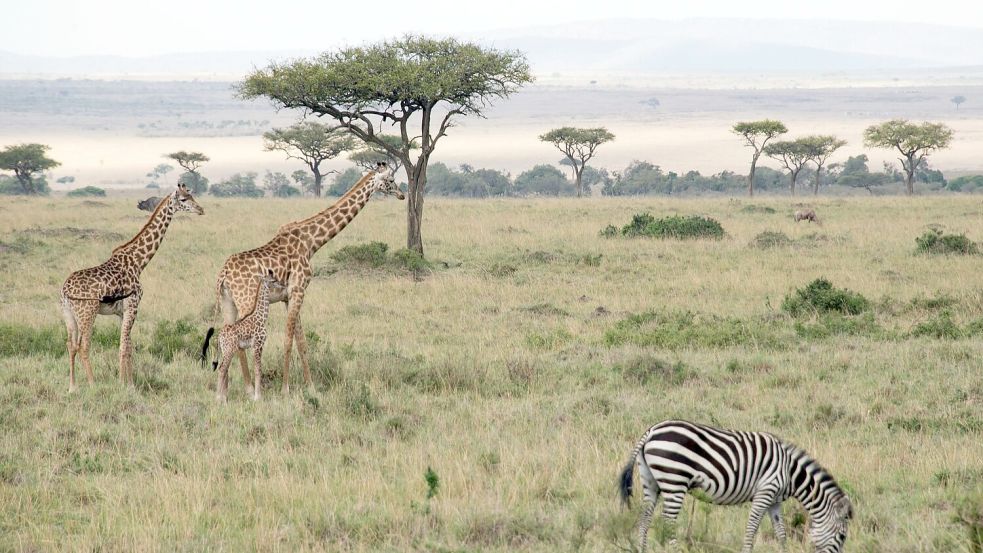 Flugzeuge und Zebras können sich im Nationalpark gefährlich nah kommen.  Foto: picture alliance / Gioia Forster/dpa