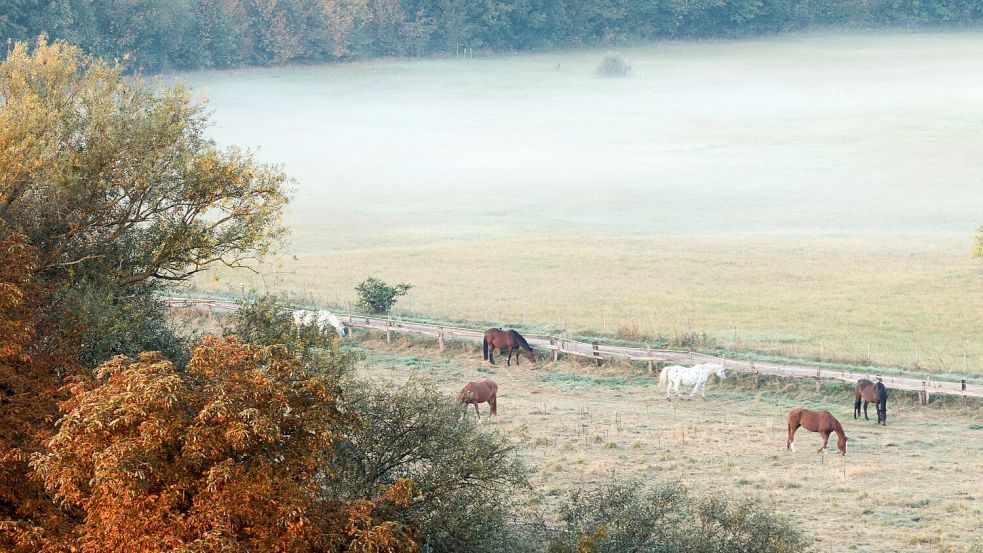 Morgennebel in der Region Niedersachsen: Pferde grasen in der Leinemasch. Foto: dpa/Julian Stratenschulte