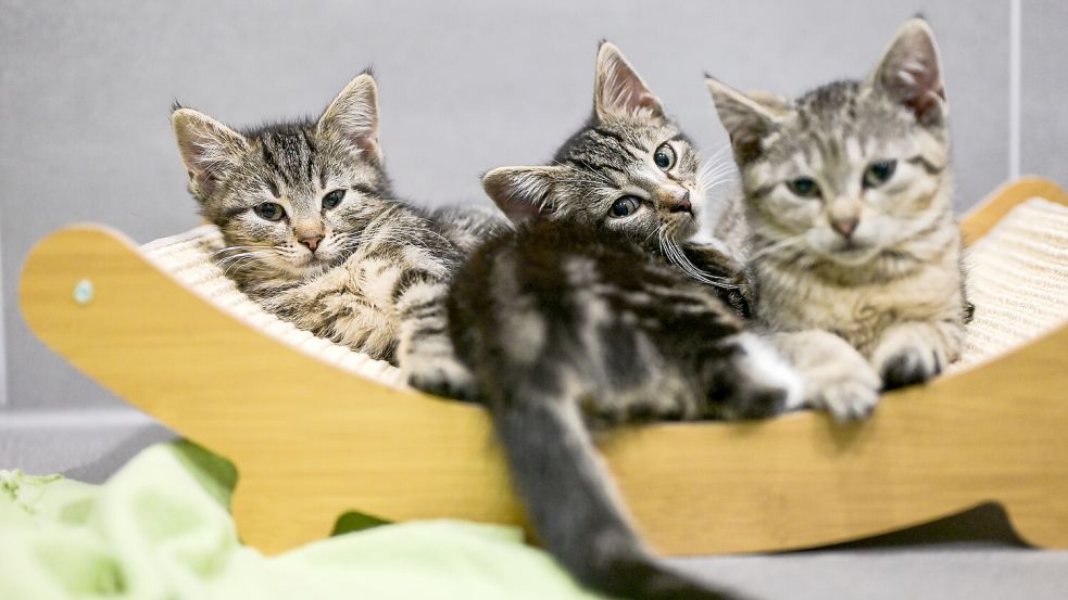 Katzen sind neben Hunden die beliebtesten Haustiere der Deutschen. Foto: IMAGO / Funke Foto Services