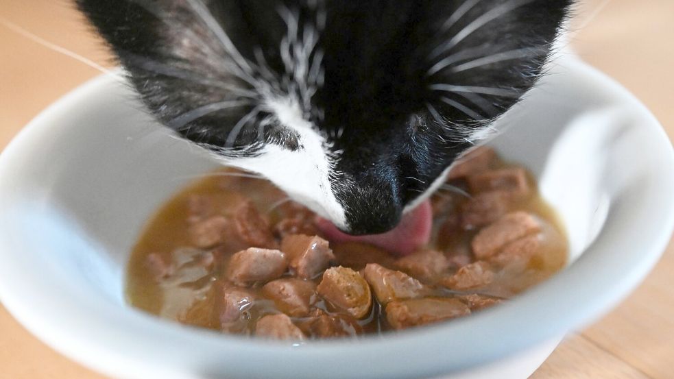 Tierfutter kostet fast 36 Prozent mehr als 2020 – und auch die Hundesteuer erreicht Rekordwerte. (Archivbild) Foto: Marijan Murat/dpa
