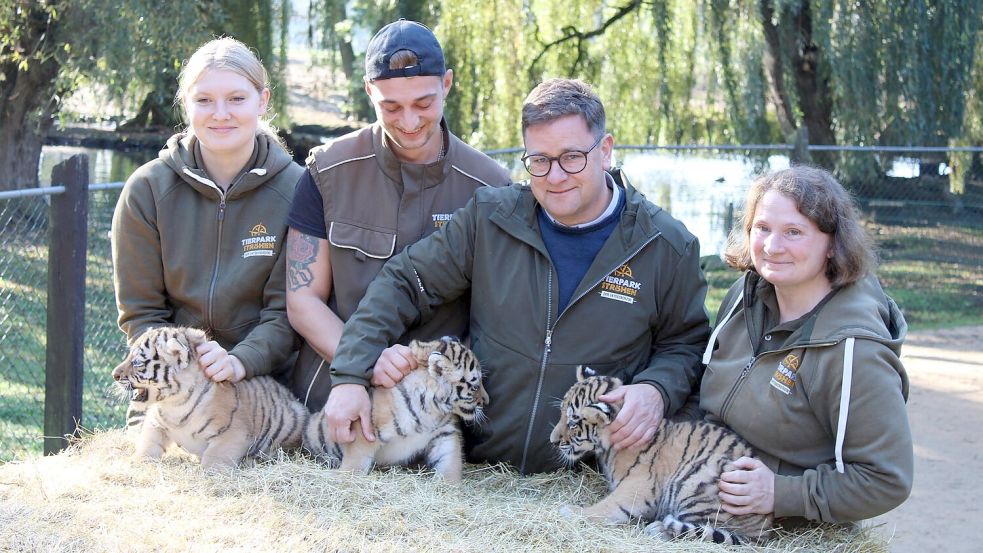Erster Gesundheits-Check: die drei kleinen Amur-Tiger werden unter anderem gechippt. Foto: Kai Moorschlatt/dpa