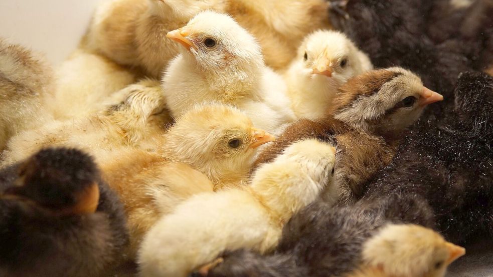 Küken beim Schlüpfen zusehen können Besucher bei der Rassegeflügelschau, die am Wochenende im Gewerbegebiet Apen im Ammerland stattfindet. Foto: Pixabay