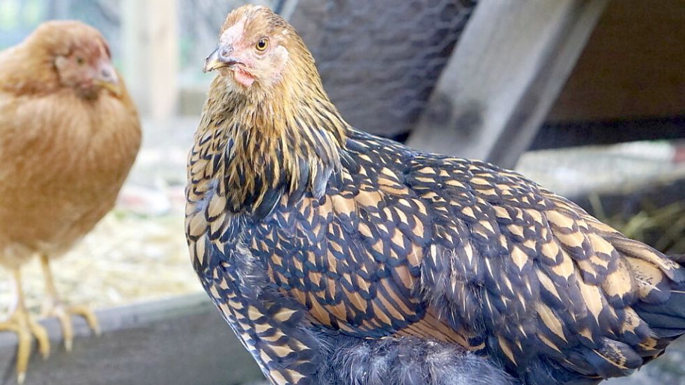 Auch Hühner der Rasse Zwerg-Wyandotten gibt es bei der Geflügelschau im ammerländischen Apen in unterschiedlichen Farbschlägen zu sehen. Foto: privat