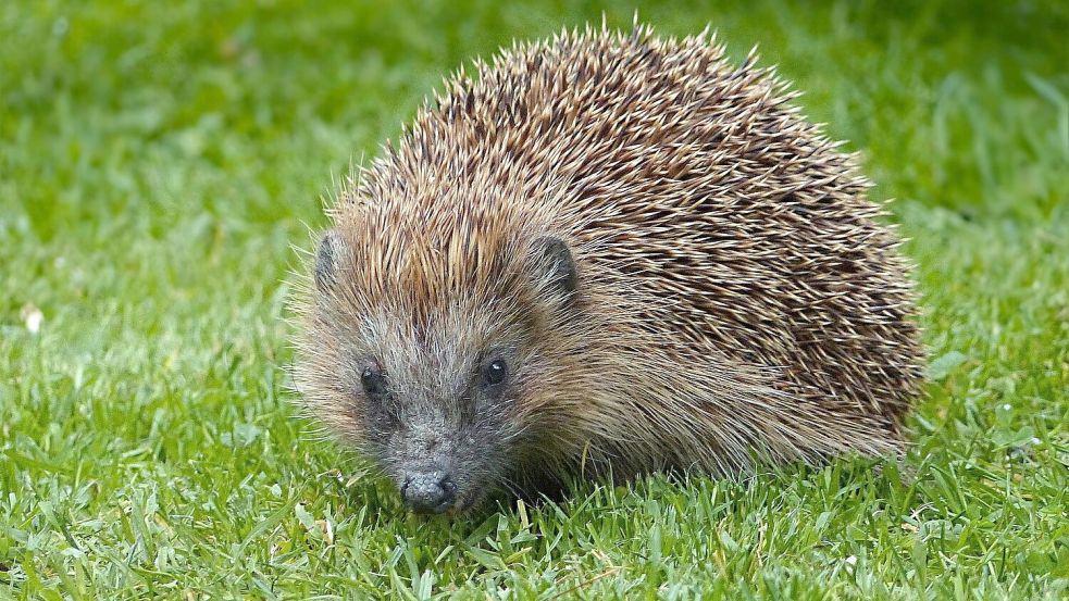 Ein kleiner Igel sorgte am Mittwoch für Aufsehen auf dem Sportplatz bei GW Firrel. Symbolfoto: Pixabay