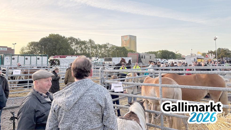 Viele Frühaufsteher zieht es am Mittwochmorgen auf den Galliviehmarkt. Foto: Madita Janßen