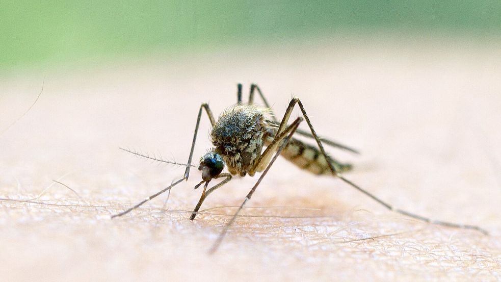 In Stuttgart und Karlsruhe wurden zwei lokal erworbene Infektionen mit dem West-Nil-Virus gemeldet. (Symbolbild) Foto: Patrick Pleul/dpa/dpa-tmn