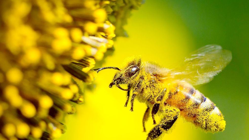 Auf der 17. UN-Konferenz zur biologischen Vielfalt (COP17) wollen zahlreiche Staaten zwei Wochen lang über die Umsetzung ihrer selbst gesteckten Ziele bis 2030 sprechen. (Illustration) Foto: Patrick Pleul/dpa