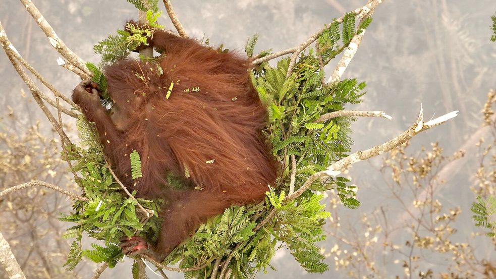 Ein Orang-Utan-Weibchen klammert sich während eines Waldbrandes an eine Baumkrone.  Foto: -/Borneo Orangutan Survival/dpa