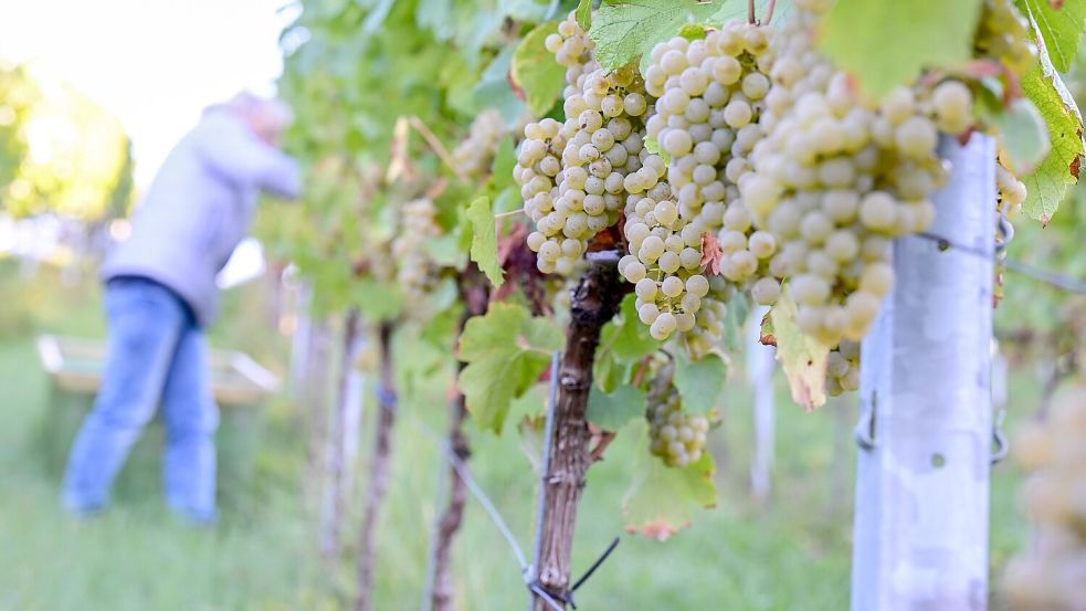 2026 zeigen sich ein weiteres Mal deutliche regionale Unterschiede bei der Entwicklung der Weinmost-Ernten. (Archivfoto) Foto: Bernd Weißbrod/dpa