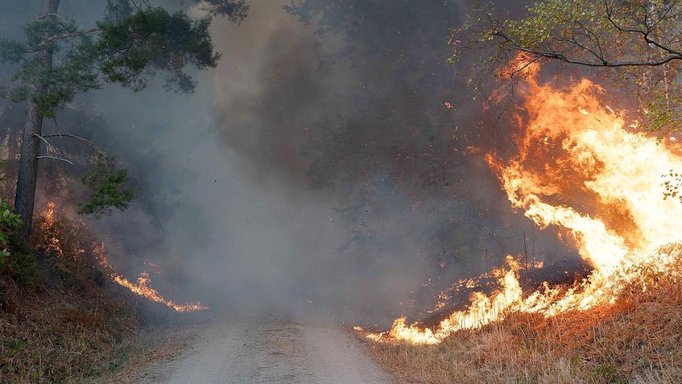 Auch Deutschland hat in diesem Sommer verheerende Waldbrände erlebt – wie hier im Hürtgenwald in Nordrhein-Westfalen. Foto: Jan Ohmen/dpa