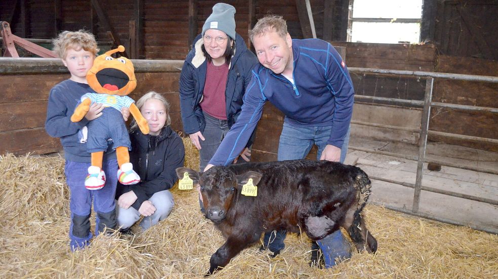 Heike und Michael Sanders mit ihren beiden Kindern, dem 8-jährigen Alessio und der 17-jährigen Nantke, bei Bullkälbchen Marius im Stall. Das wenige Wochen alte Jungtier hat ein Gipsbein. Es war nach seiner Geburt von der Mutterkuh getreten und dadurch verletzt worden. Jetzt wird es von Hand aufgezogen. Foto: Astrid Fertig