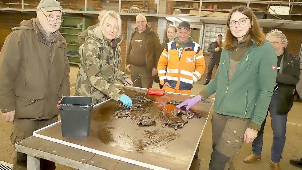 Unter den wachsamen Augen von dem damaligen Geschäftsführer Meino Kroon (links) zählten Johanne von Scharrel-Bruns (rechts) und Folma Rademacher (Mitte) im vergangenen Jahr die abgegebenen Nutria-Schwänze im Bauhof des Leda-Jümme-Verbandes in Potshausen. Foto: Hans Passmann