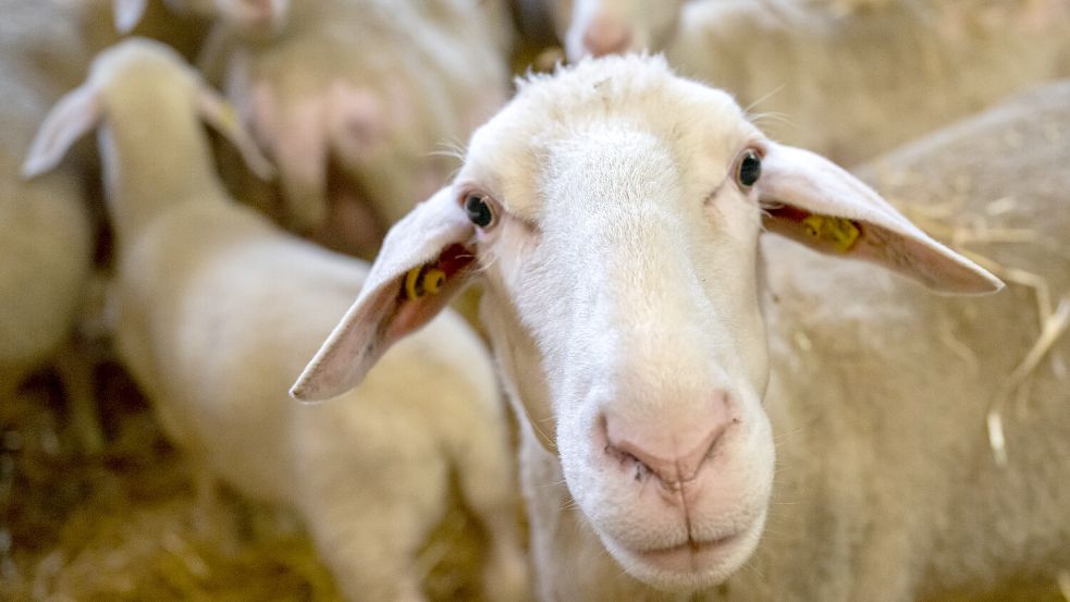 First sample from sheep positive: Suspected bluetongue in Ammerland