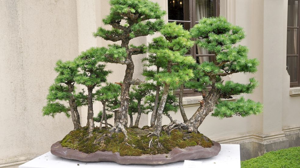 indoor bonsai varieties Beginner Friendly Bonsai Starter Kit for Indoor Spaces ✓ main image 1