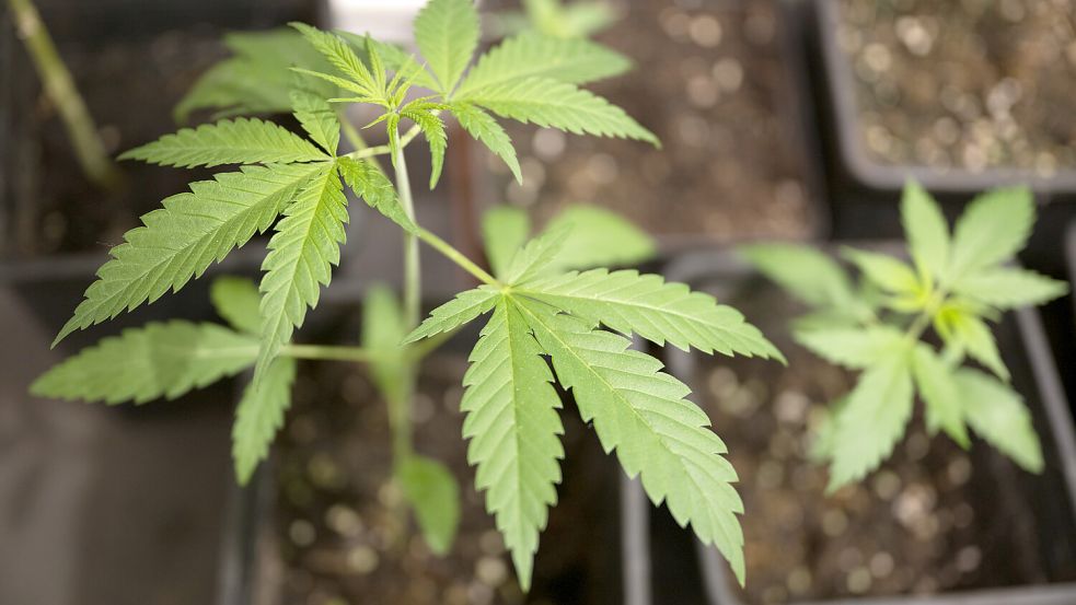 Hamburg Cannabis zu Hause selbst anbauen so klappt es GeneralAnzeiger