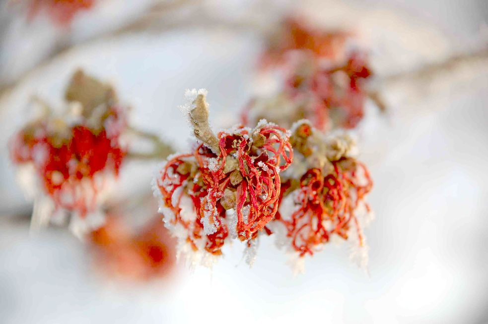 „Winterblüte“ im Park der Gärten GeneralAnzeiger