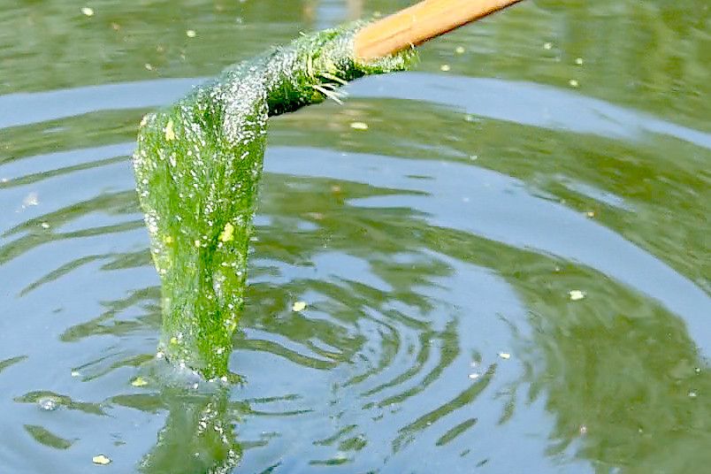 Teich ohne Algen GeneralAnzeiger